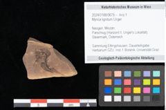 Foto (Objekt + Etikett) von Myrica lignitum Unger (NHMW-GEO-2024-0188-0679)